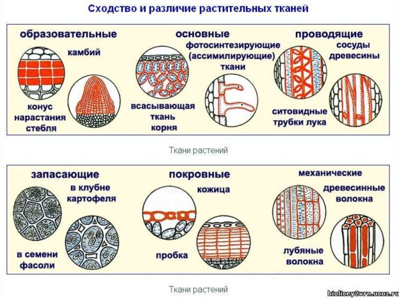 Образовательная ткань растений ЕГЭ биология