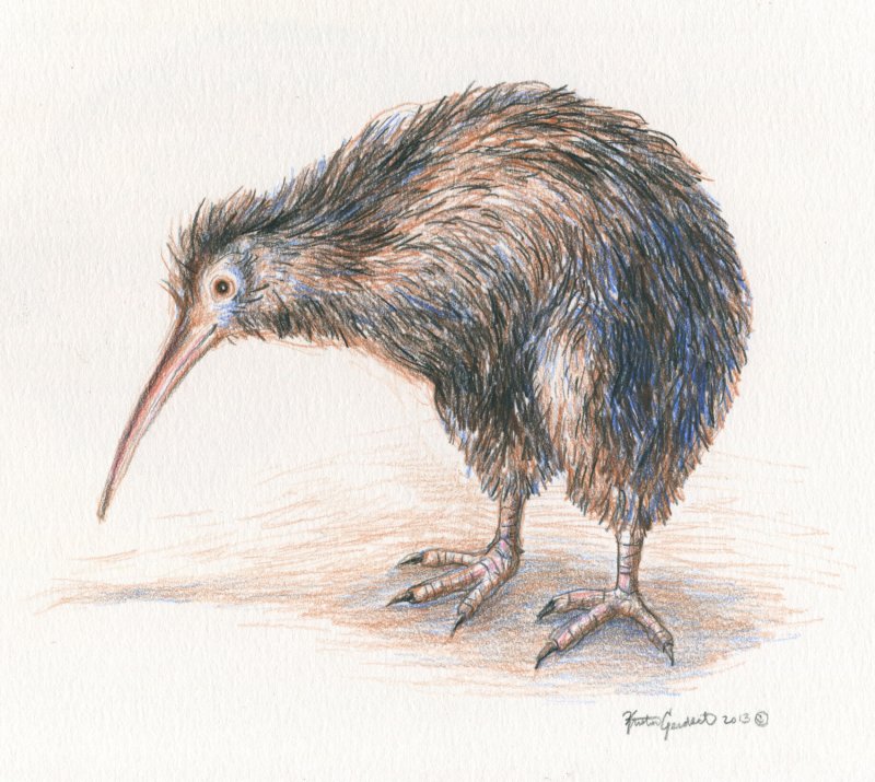 Киви птица рисунок
