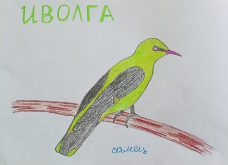 Иволга картинка для детей