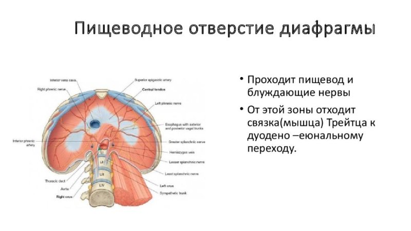 Диафрагма таблица анатомия