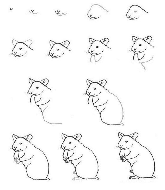 Поэтапный рисунок хомяка