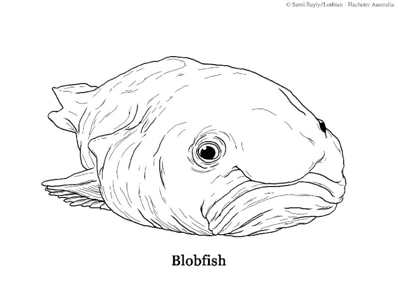 раскраска рыба капля