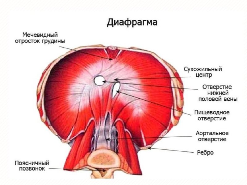 Диафрагма топографическая анатомия