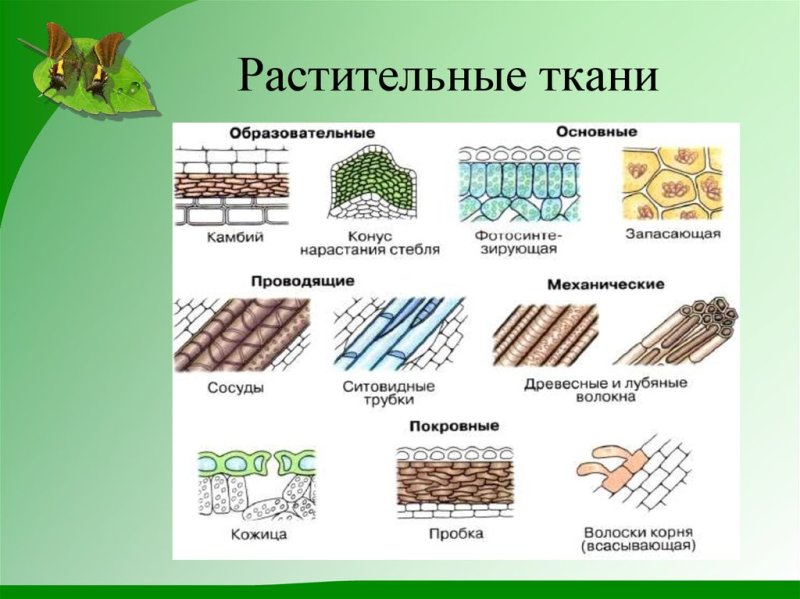 Ткани растений