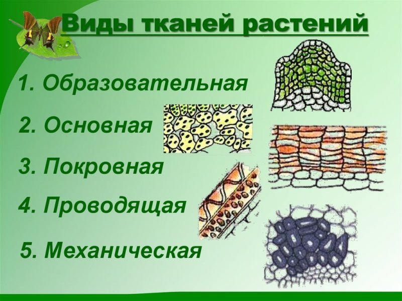 Ткани растений покровная ткань