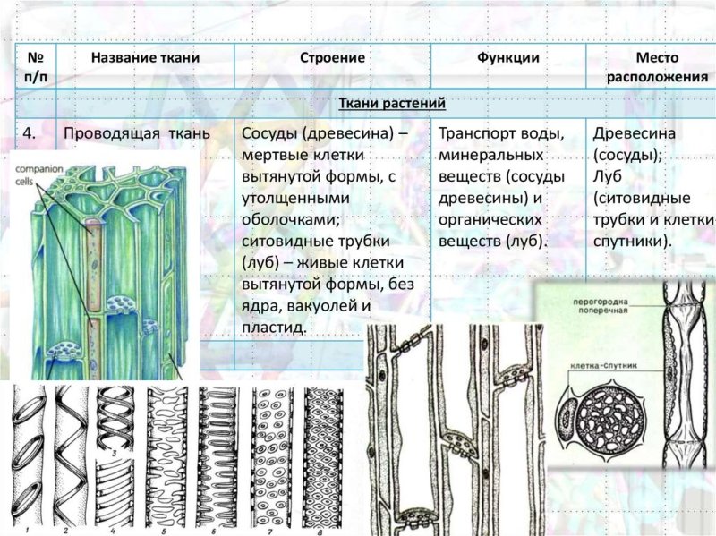 Ткани растений Вебиум