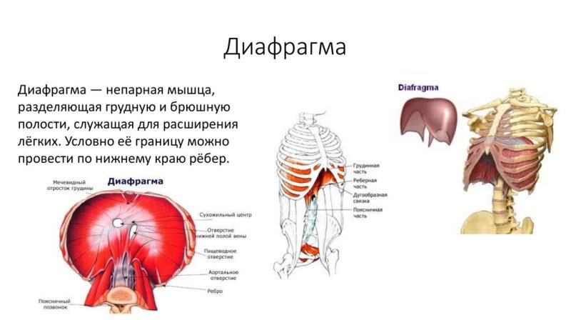 Диафрагма: строение, топография и функции.