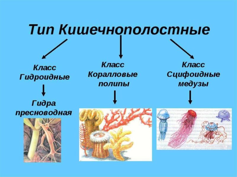 Представители кишечнополостных 5 класс биология
