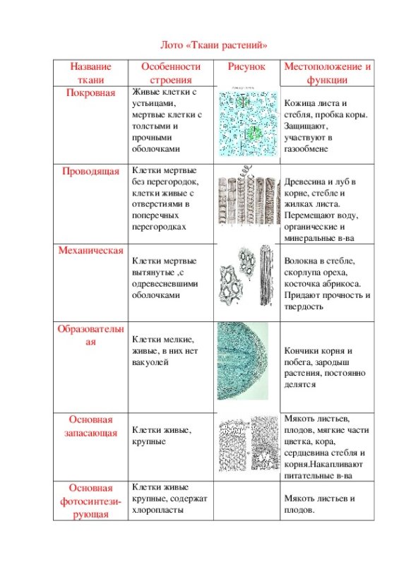 Типы тканей растений 6 класс биология таблица