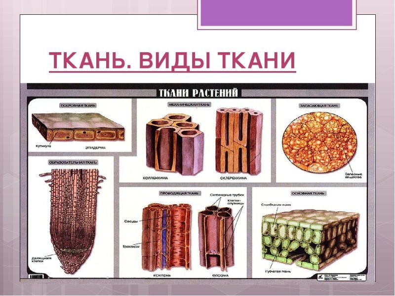 Ткани растений и животных
