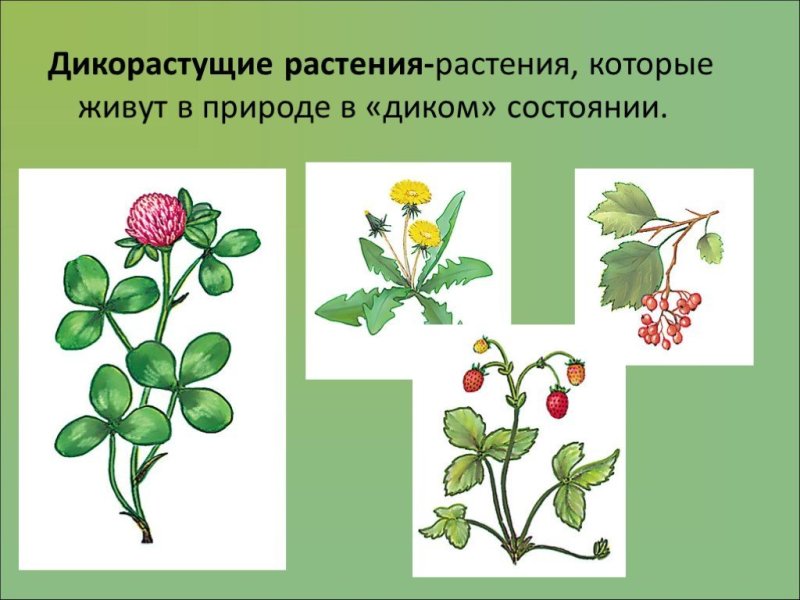 Цветы дикорастущие и культурные