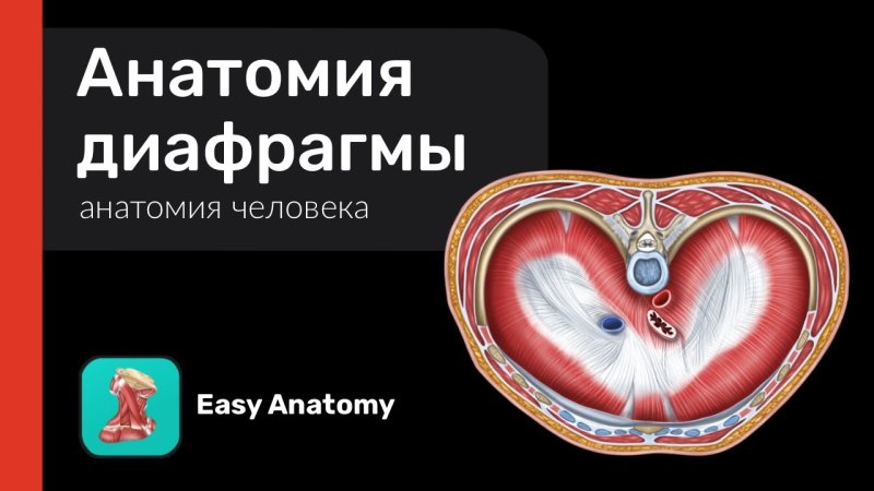 Мочеполовая диафрагма топографическая анатомия