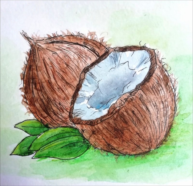 Кокос рисунок