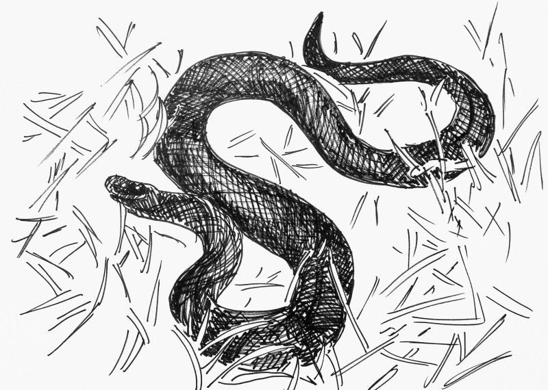 Гадюка Никольского (Vipera nikolskii)