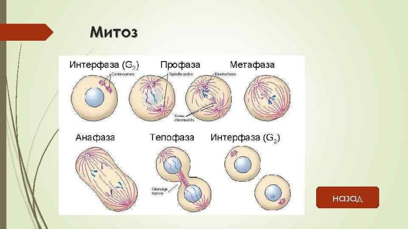 Схема стадии интерфазы