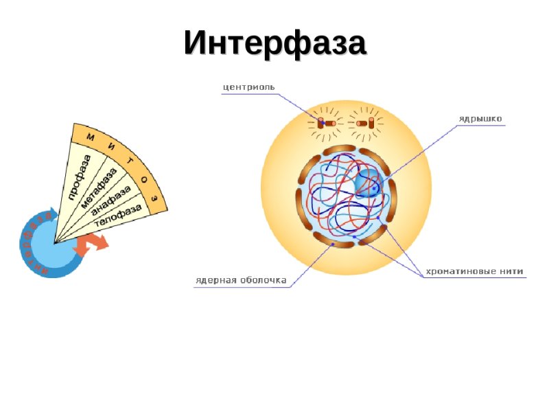 Интерфаза мейоза схема