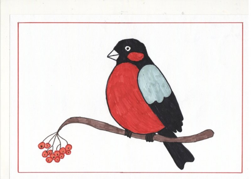 Снегирь рисунок