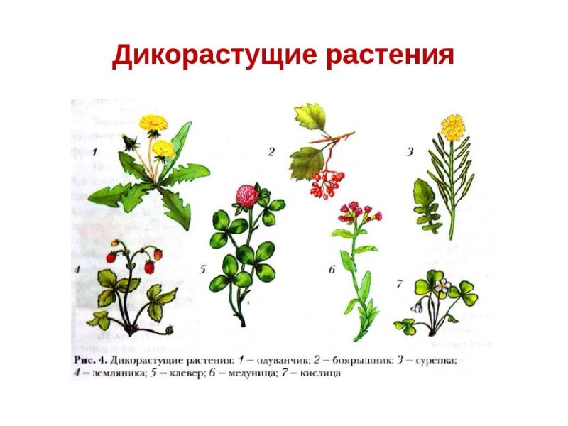 Дикие растения названия
