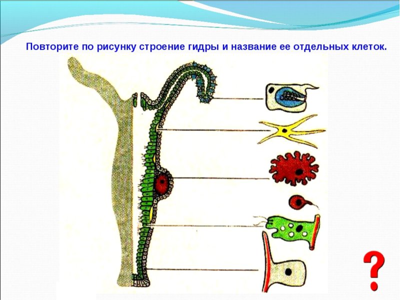 Пресноводная гидра строение тела