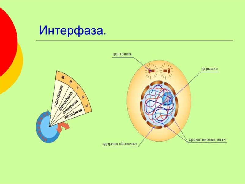 Деление клетки интерфаза