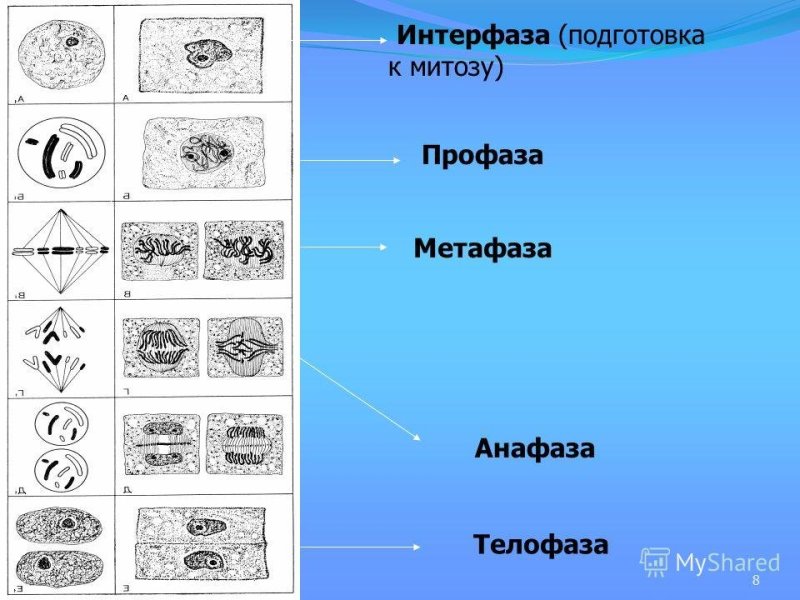 Интерфаза