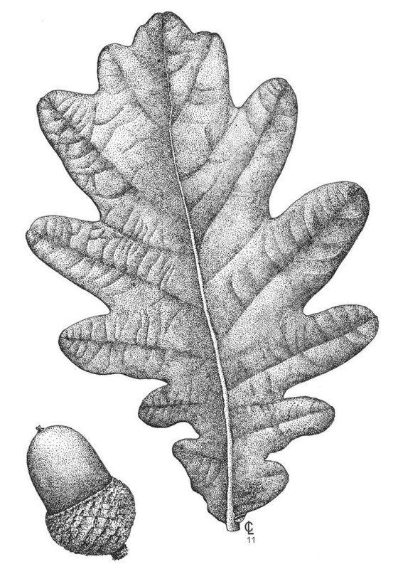 Листья рисунок