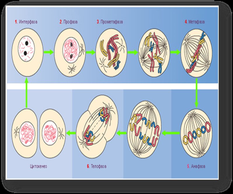 Периоды интерфазы митоза