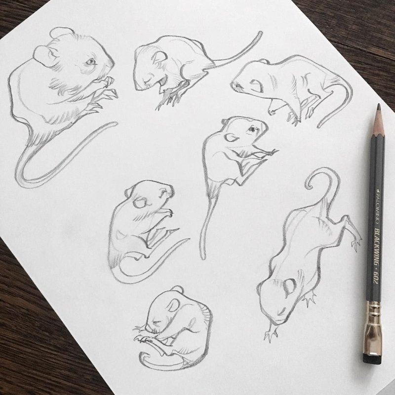 Рисунки крыс для скетчбука