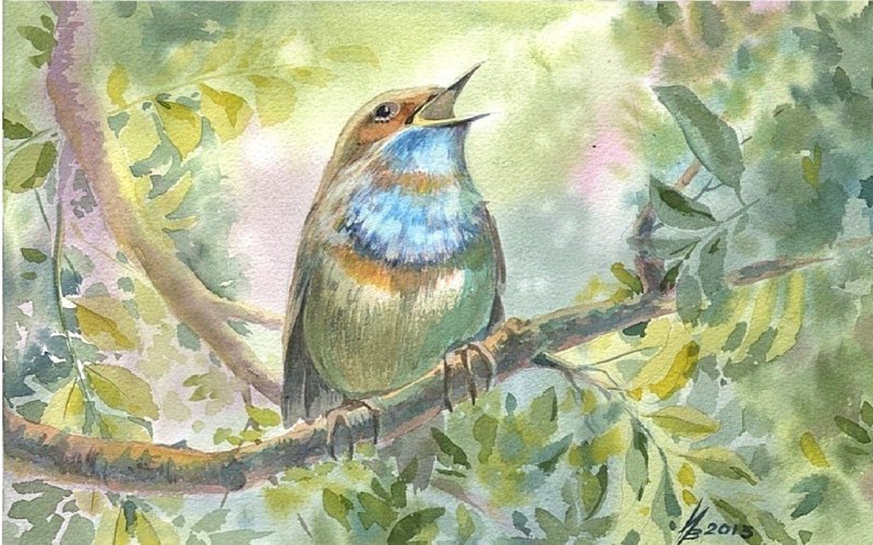 Соловей птичка певчая