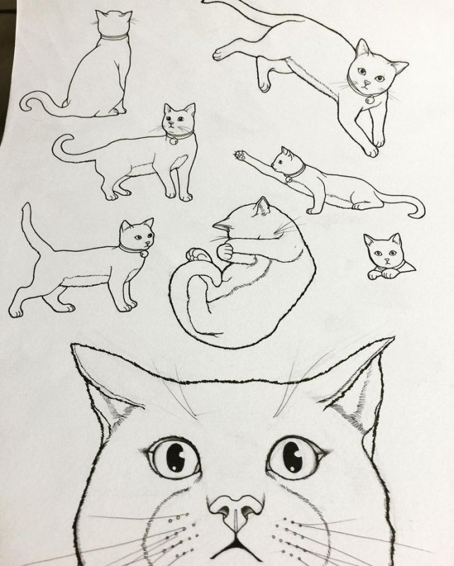 Кошка карандашом