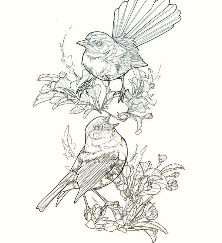 Птица эскиз