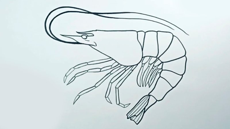 Креветка рисунок поэтапно