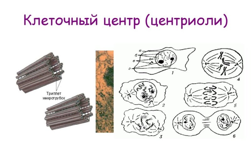 Центриоли на схеме клетки