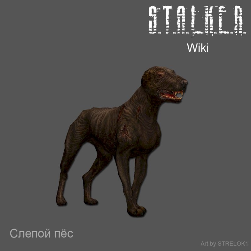 Слепой пес сталкер Вики