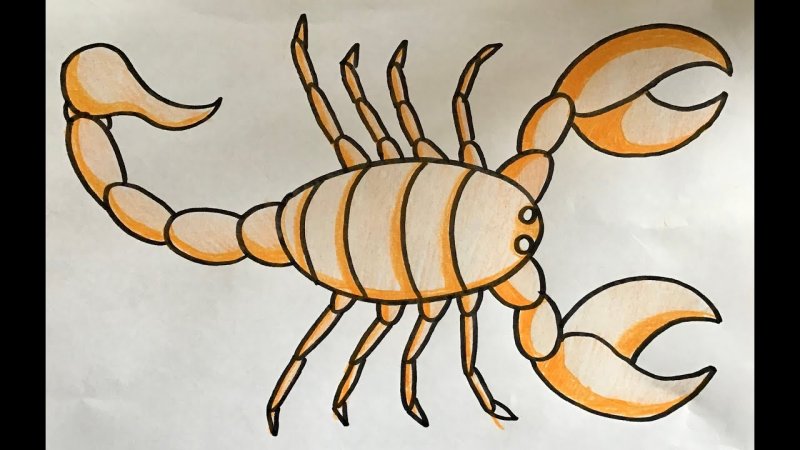 Скорпион рисунок