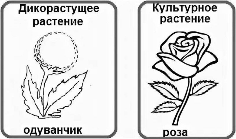 Дикорастущие растения рисунок