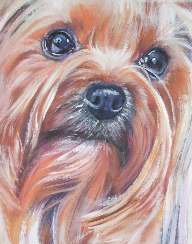 йоркширский терьер