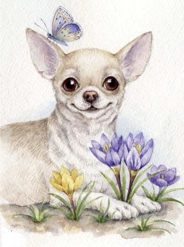 Чихуахуа арт