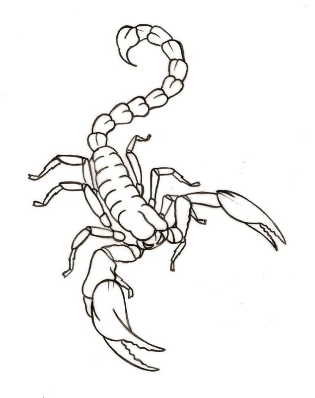 Скорпион рисунок