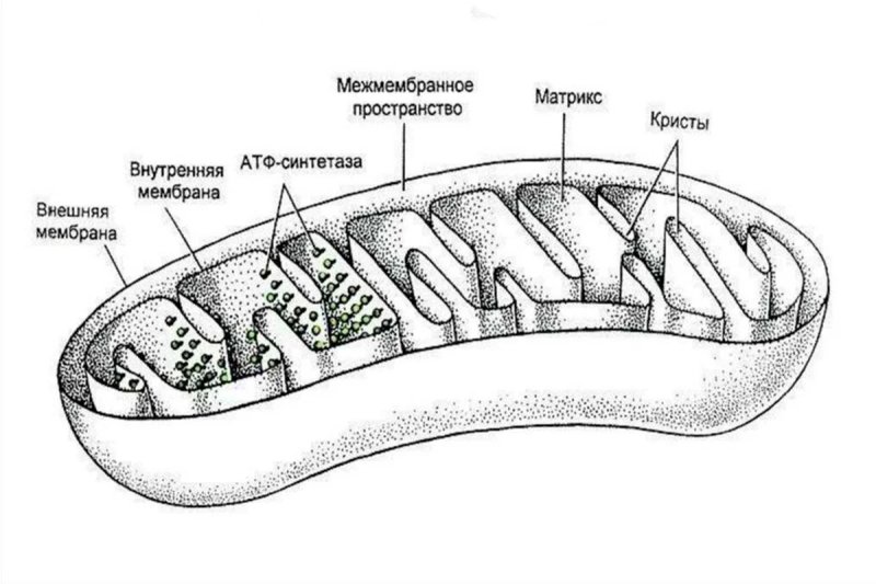 Схема строения митохондрии