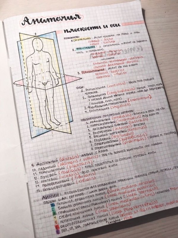 Конспекты по анатомии