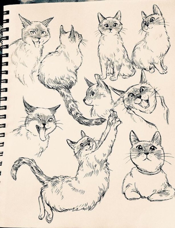 Кошка рисунок