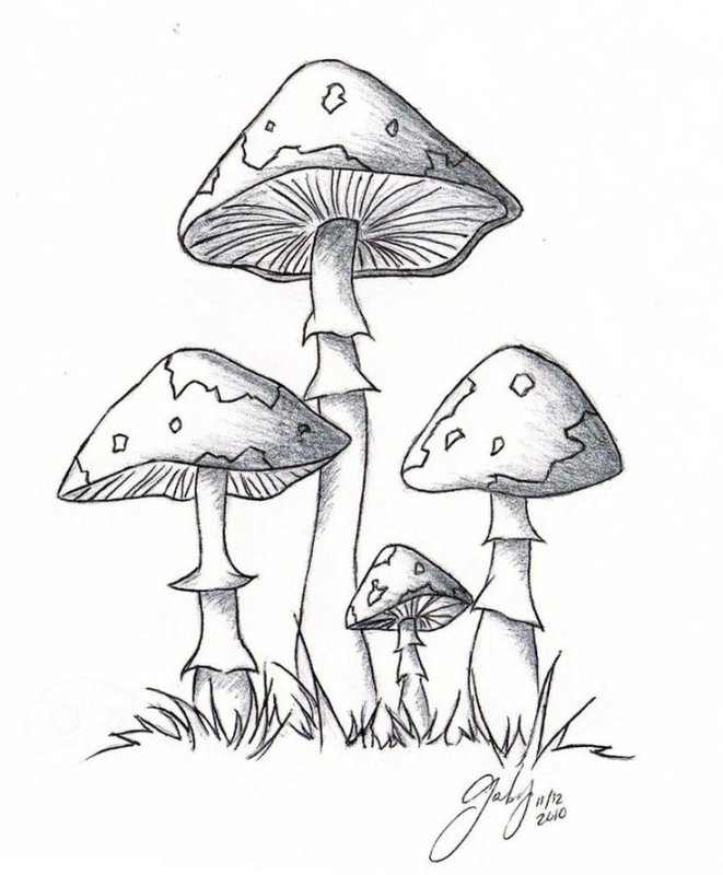 Гриб рисунок