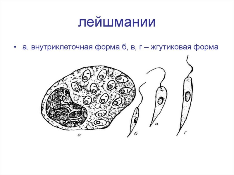 Строение амастиготы лейшмании