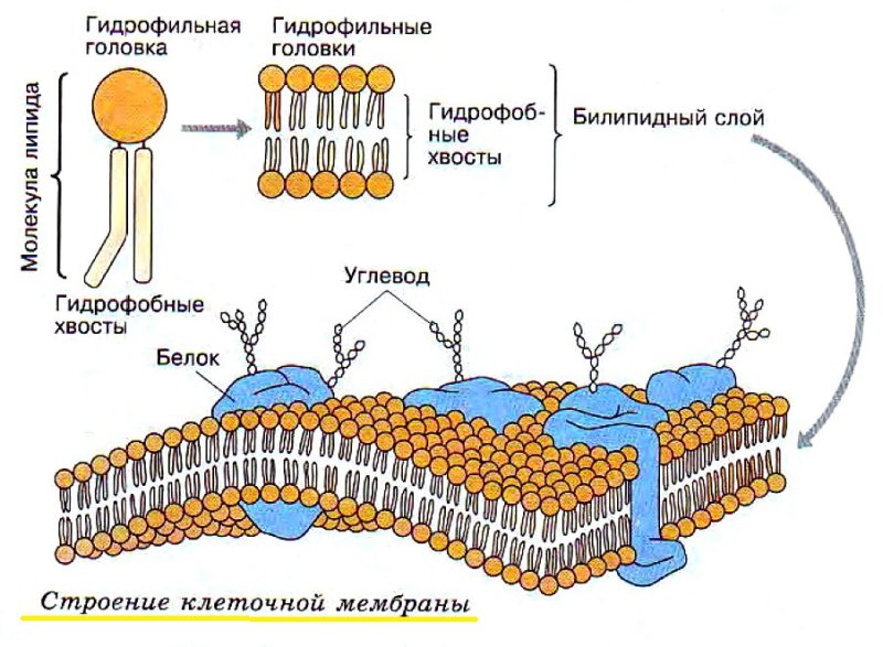 Строение фосфолипидов клеточной мембраны