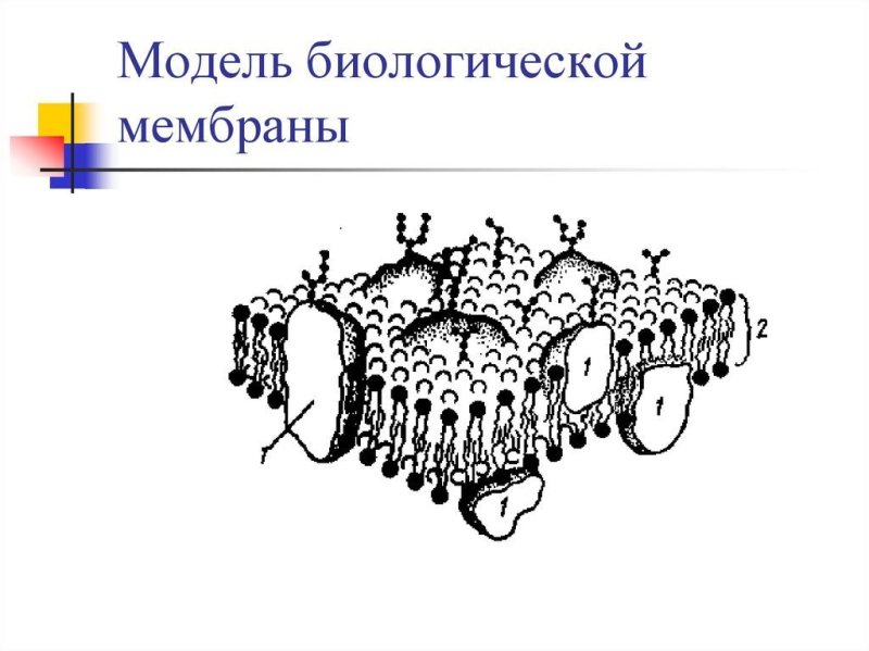 Строение биологической мембраны