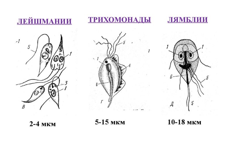 Лейшмании, трипаносомы, лямблии, трихомонады