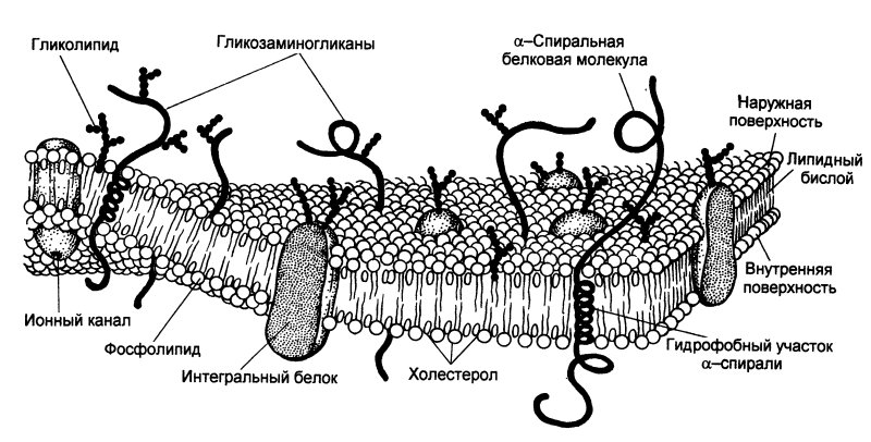 Плазматическая мембрана строение р