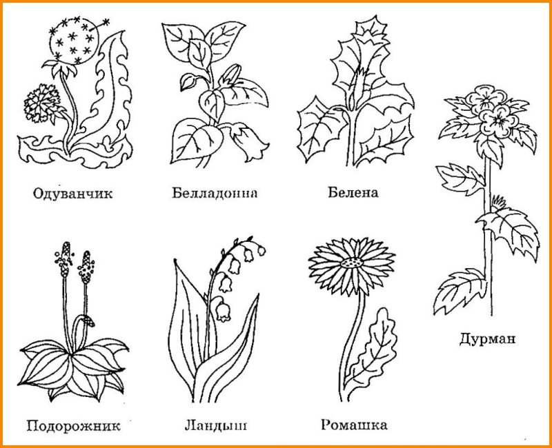Растения для дошкольников