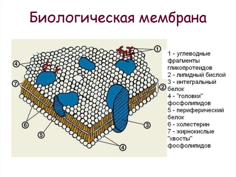 Состав биомембраны